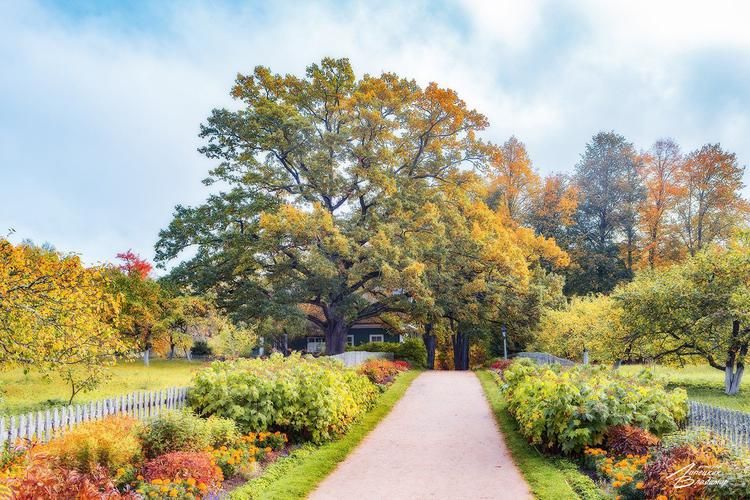 Автобус| Музы на крыльях: где искусство взлетает