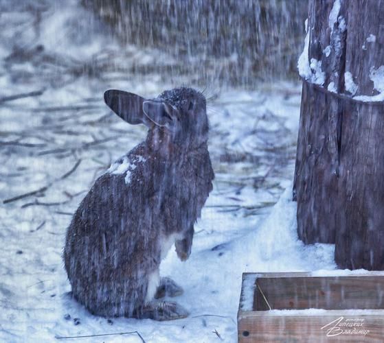 Автобус | Рязань встречает Новый год: жар, традиции и гостеприимство 2026