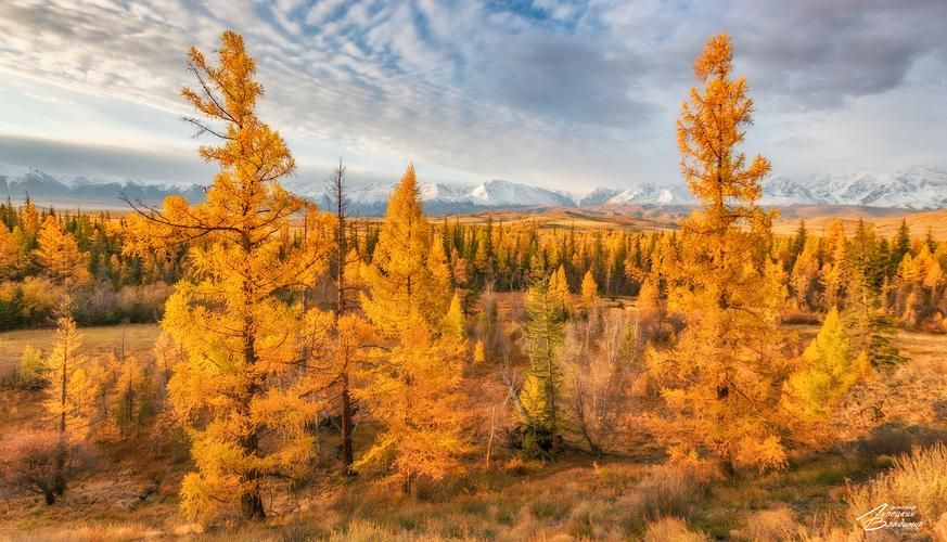 Relax в глемпинге Чемальского района